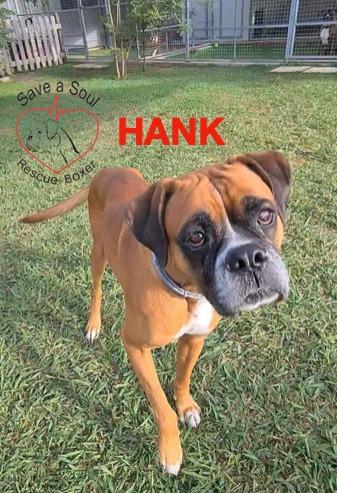 Hank Boxer Puro Di 5 Anni